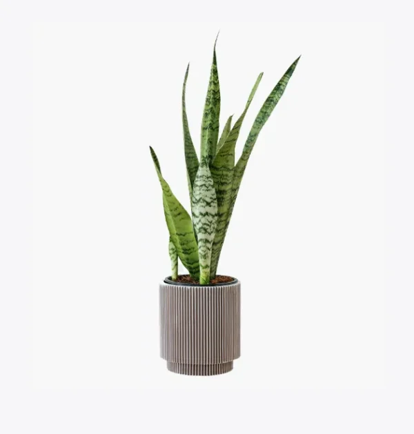 product-image-6_optimized Tellus Molestie