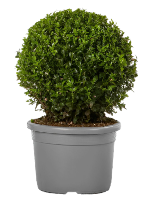 7fc573ec-9610-41ea-8a7f-982bcdefae8a Plantain Chips